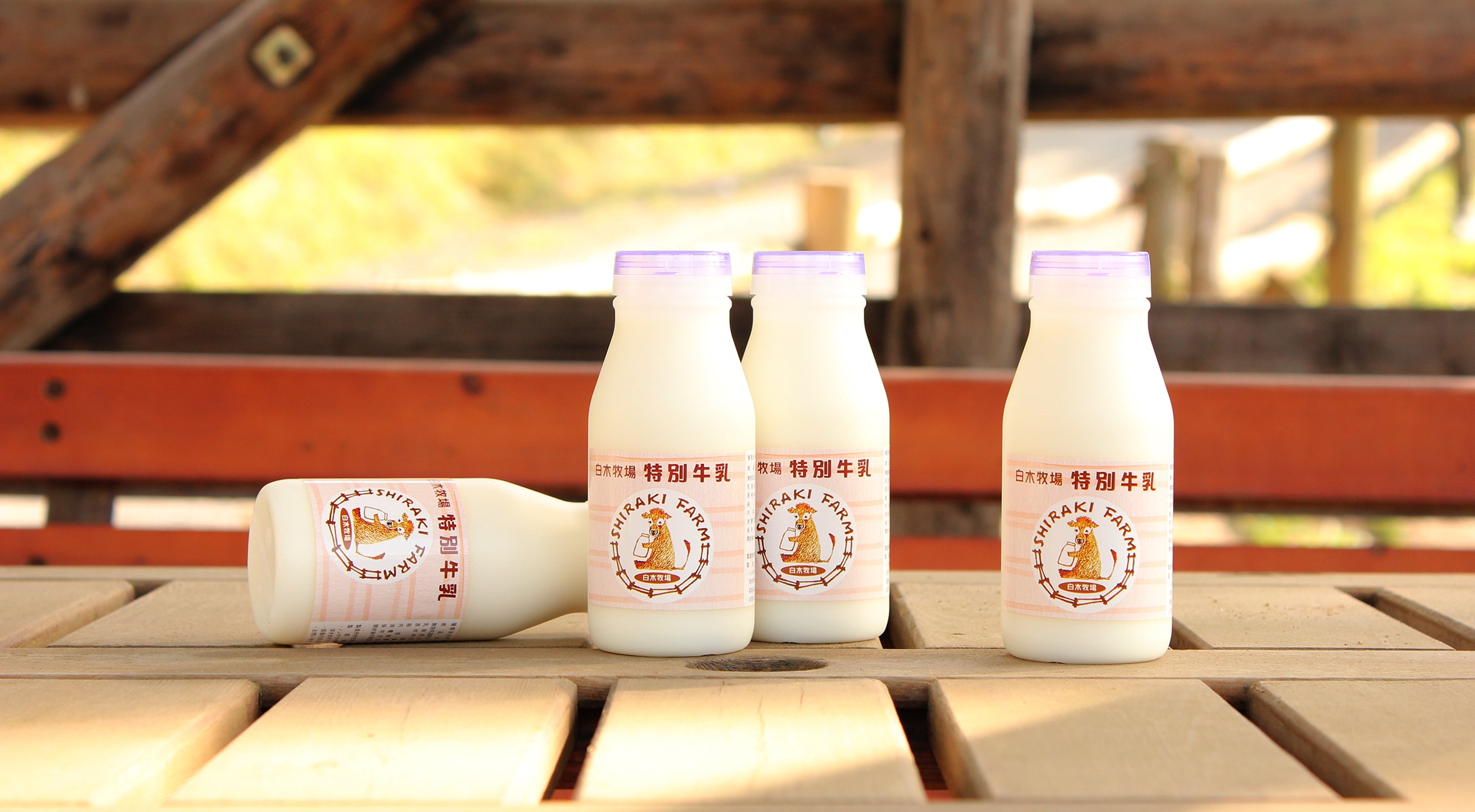 1295円 最大61%OFFクーポン ジャージー牛乳 低温殺菌牛乳 白木牧場の特別牛乳 200ml×12本セット こだわりの牛乳